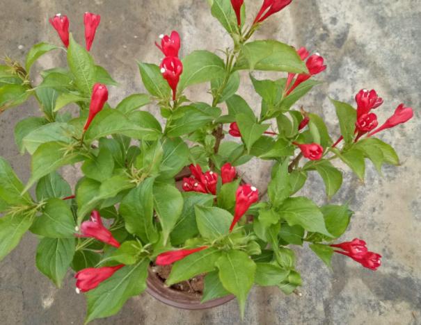 口红植物怎么养,口红花盆栽养殖方法