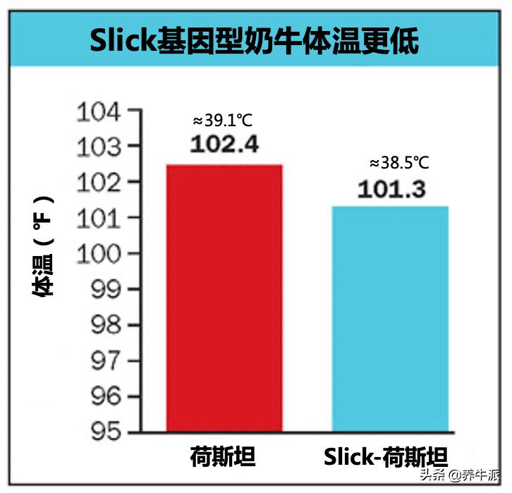 Slick基因助力破解奶牛热应激难题