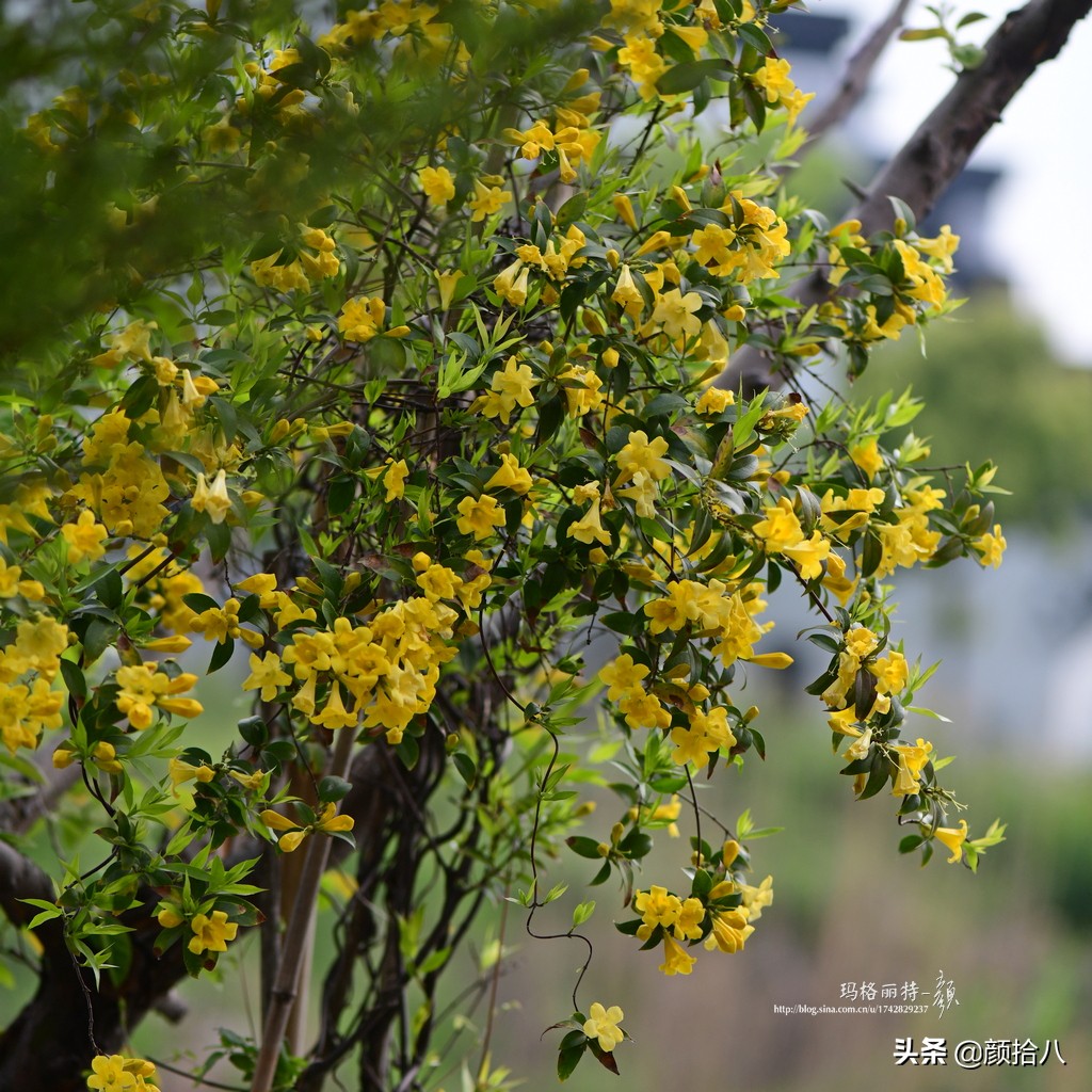 就趁现在，花园最忙碌的季节|园丁