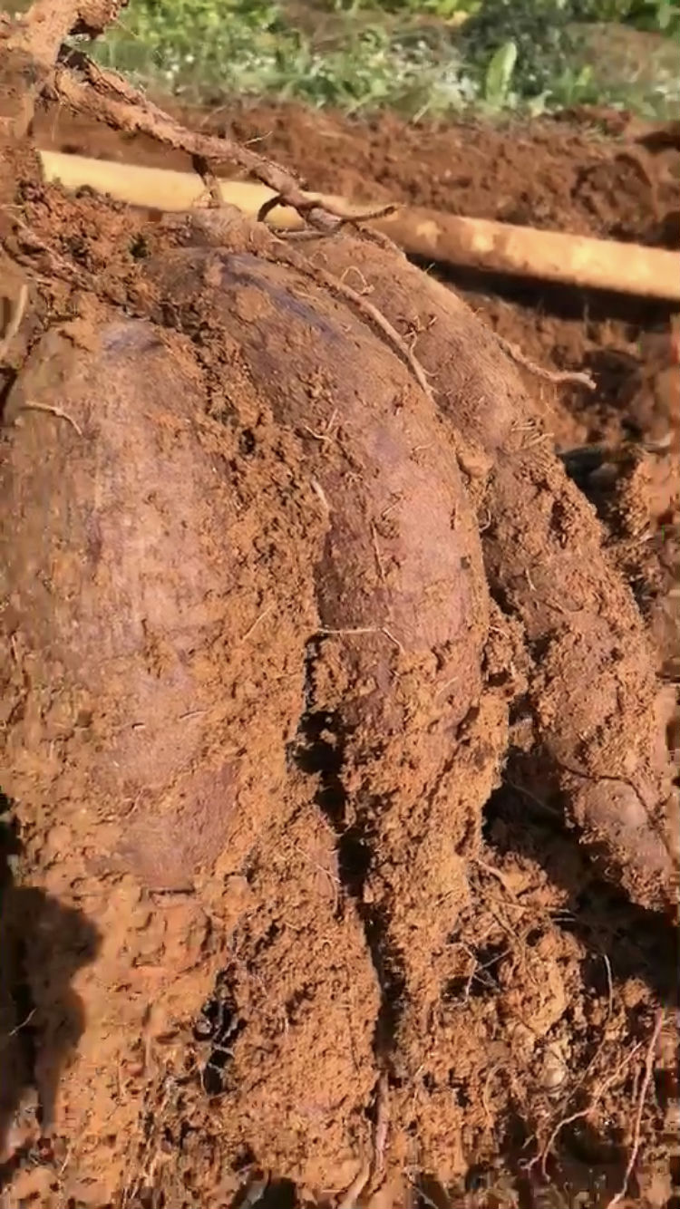 70后阳台种菜,70后学种菜