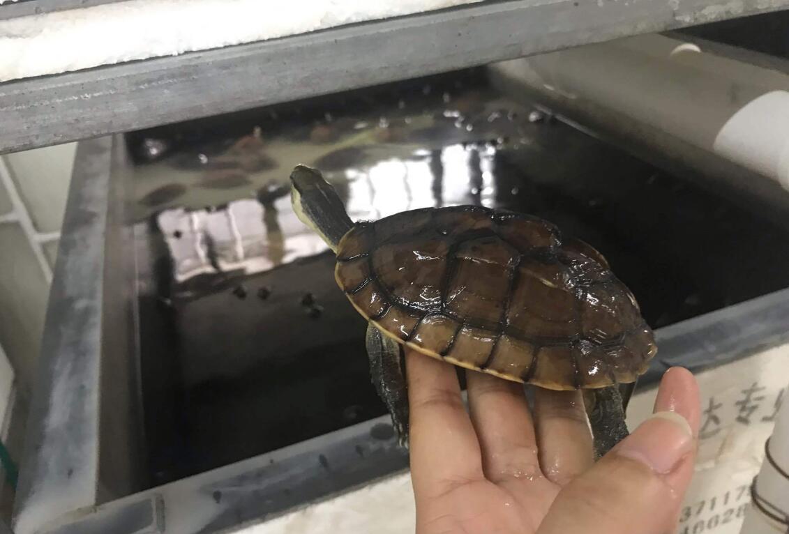 养龟可以放盐吗,用高锰酸钾给龟龟消毒的比例