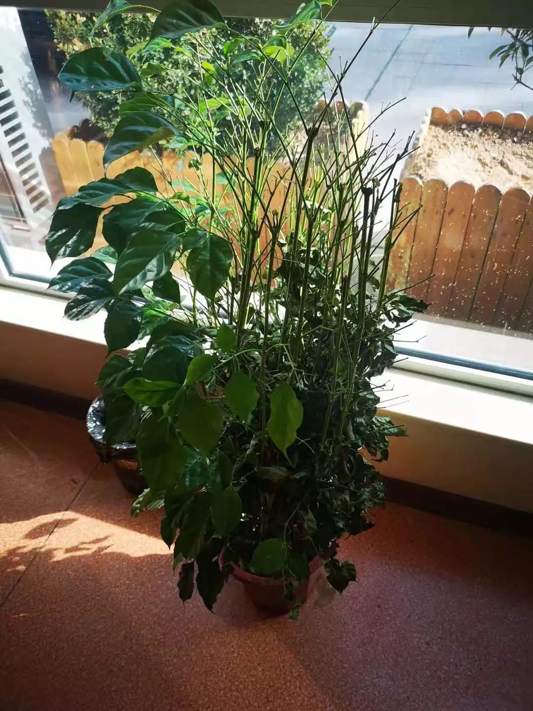 三分钟就能完成的盆栽土壤杀菌方法，最适合家庭园艺使用