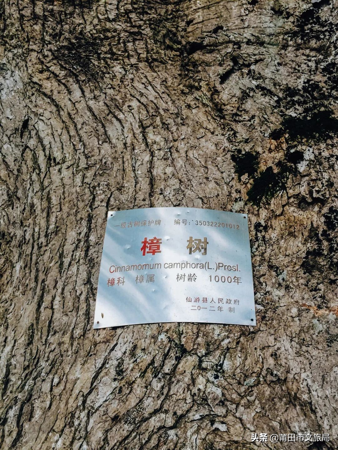 千年古樟树福建仙游,樟树千年古香樟