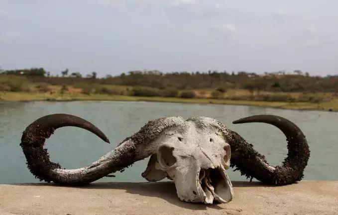 95式自动步枪被爆头危险的原因,95步枪连发打不了为什么