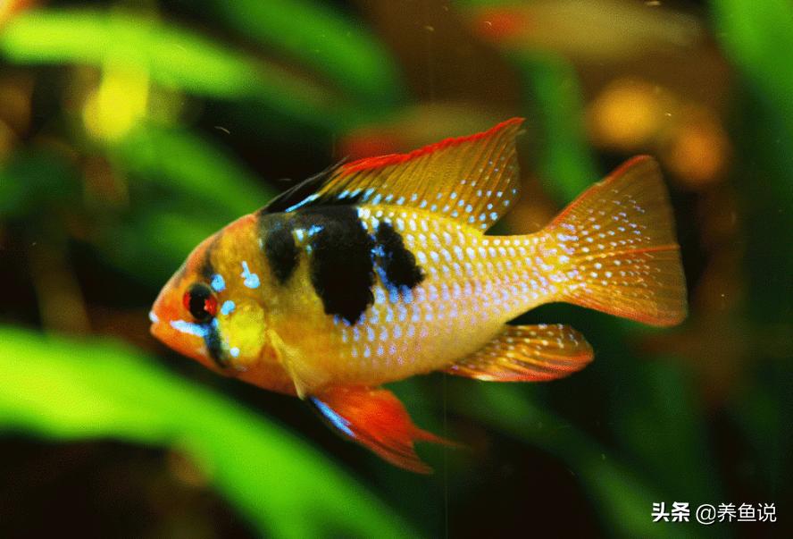 新手养观赏鱼不充氧,新手养鱼不知道养什么鱼好