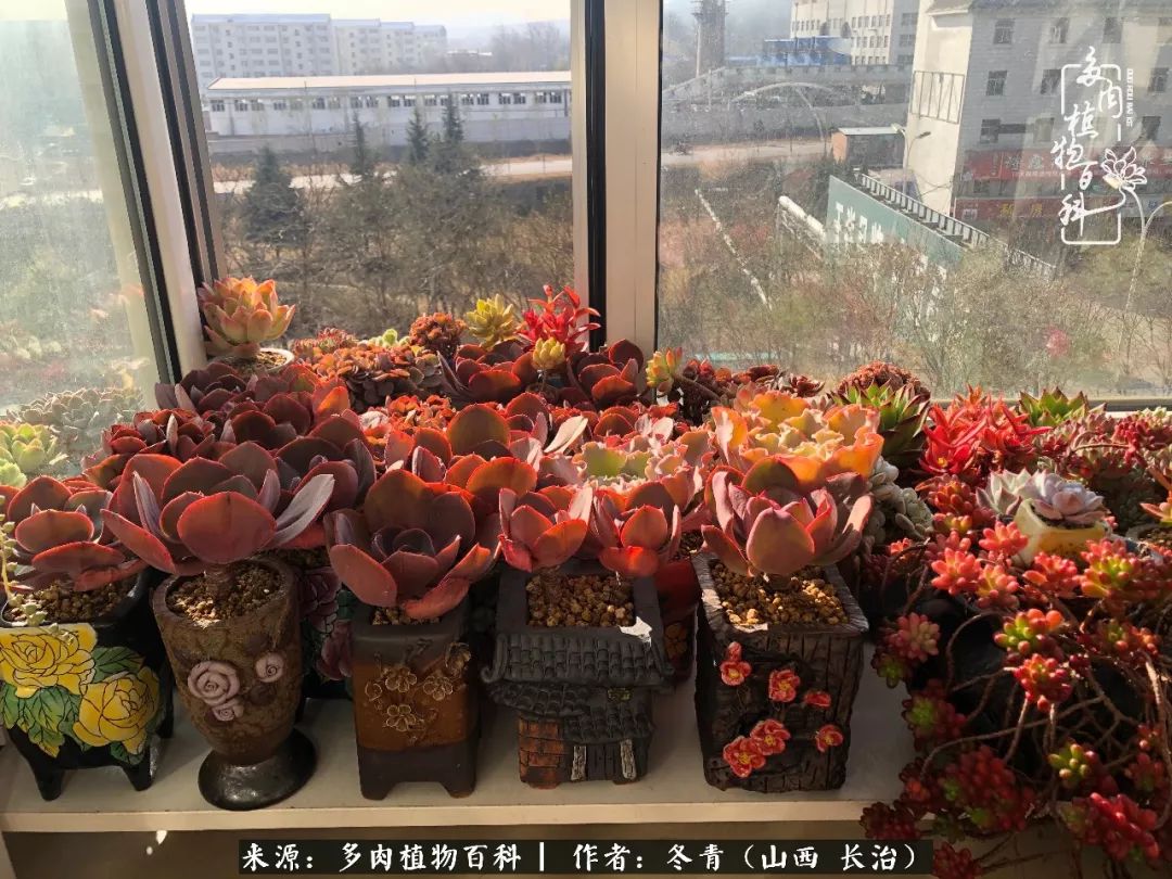 新手养的多肉怎么管理好看,阳台养多肉正确方法