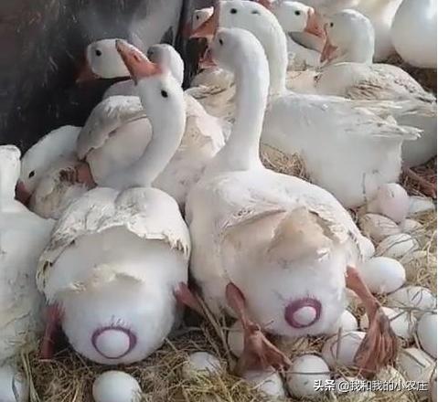 母鹅脱肛是怎么回事,成年大鹅的脱肛和防治