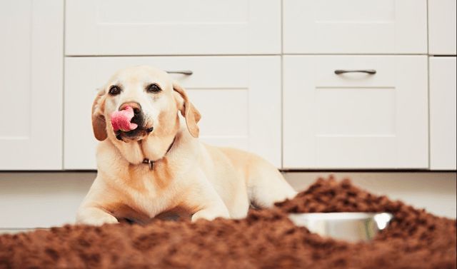 拉布拉多吃什么狗粮好又便宜,两个月拉布拉多吃多少狗粮