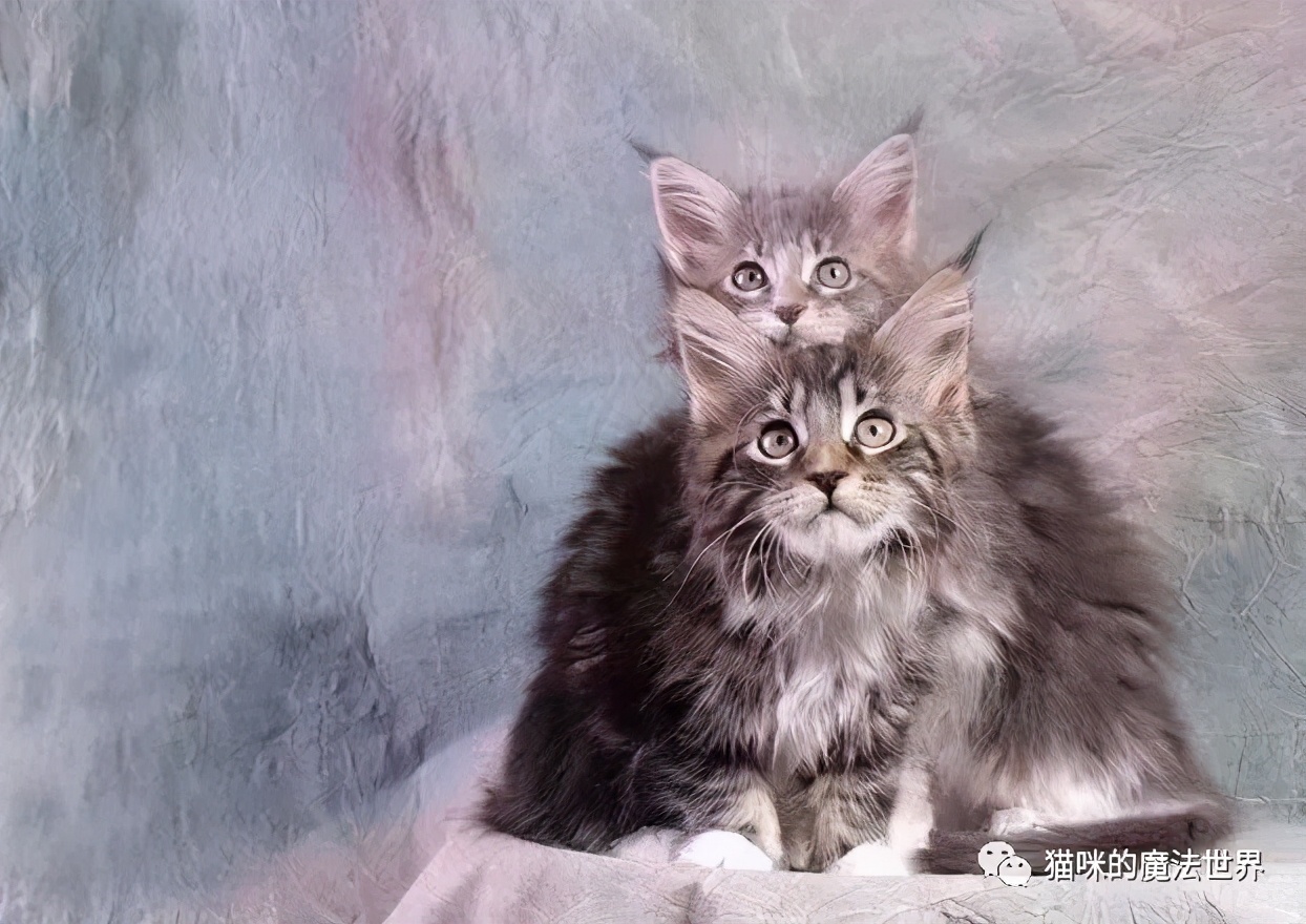 猫咪品种大盘点,猫咪品种大全100种