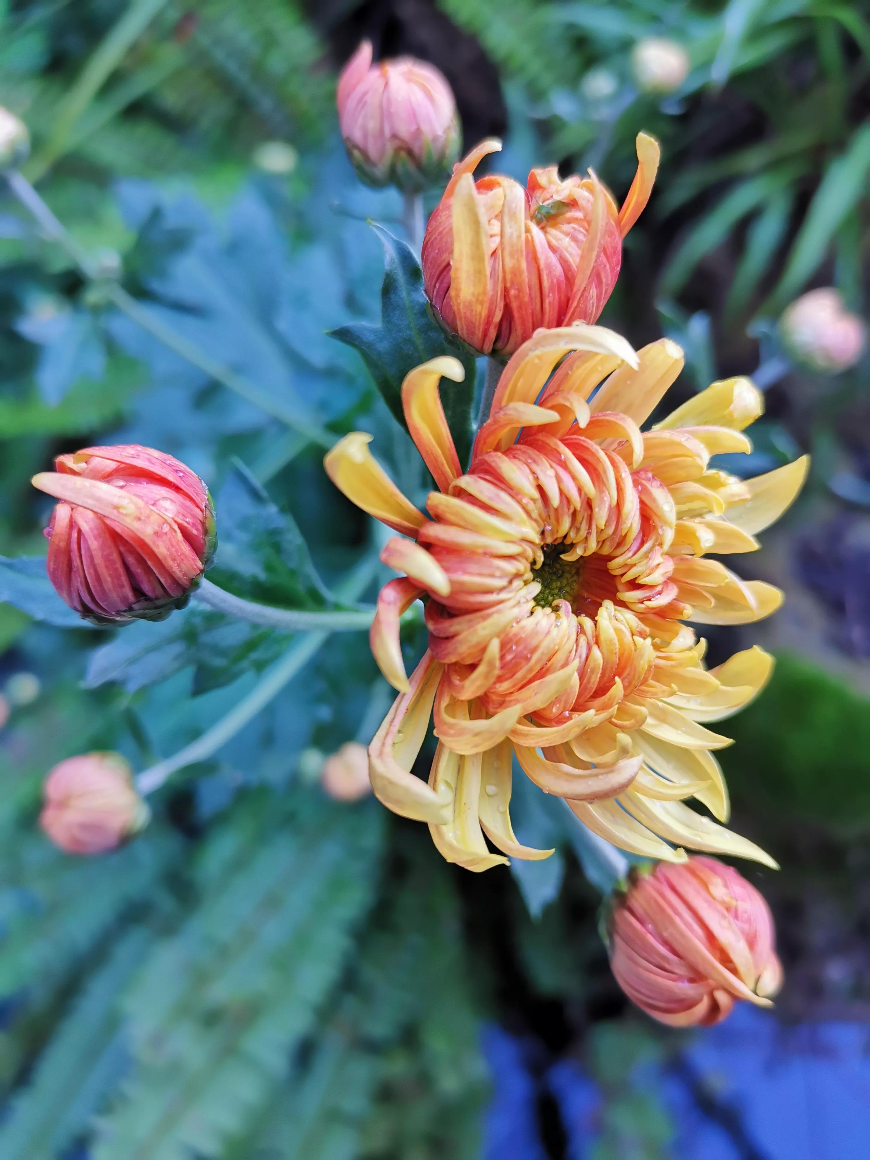 我爱菊花,独爱菊花的陶渊明