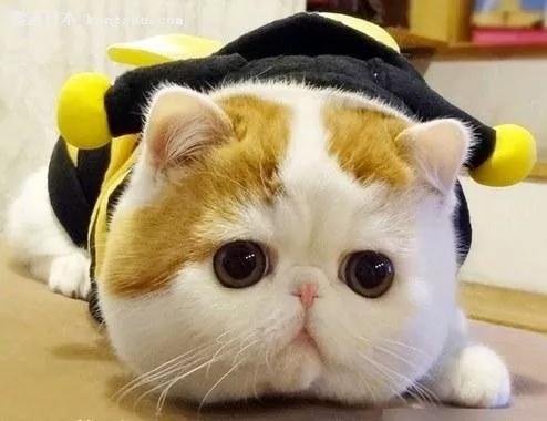 喵星人眼睛肿了,猫咪怎么得眼疾