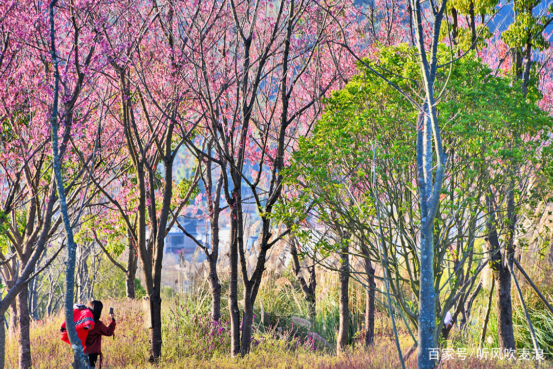 昌宁冬雾,昌宁雪花