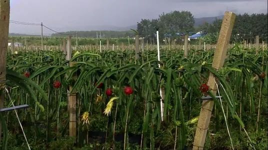 绿色农业发展迅速,绿色农业发展机遇