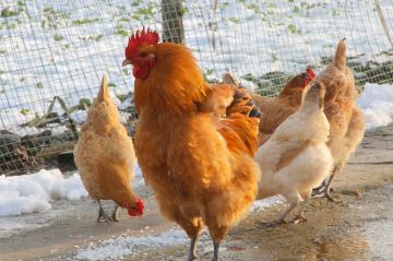 免疫后鸡群发病的原因及补救措施,夏季鸡群为什么还感冒