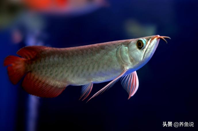 怎么养观赏鱼进食少些不伤鱼,观赏鱼大鱼吃小鱼怎么回事