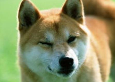 除犬瘟、细小以外，对狗来说第3大疾病—冠状病毒，一文为你解析