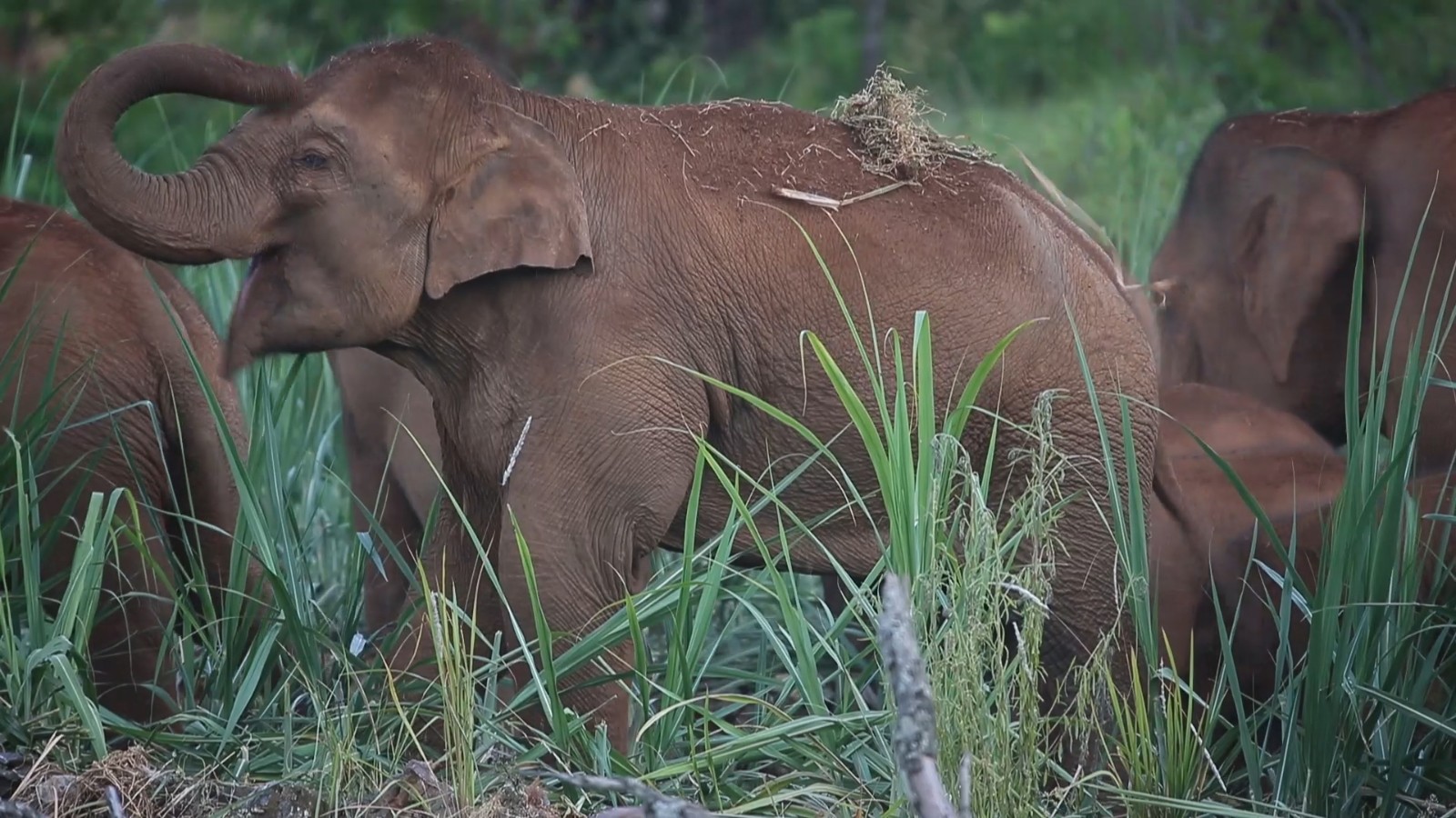 中国社会科学院昆明动物研究所,中国科学院昆明动物研究所简介
