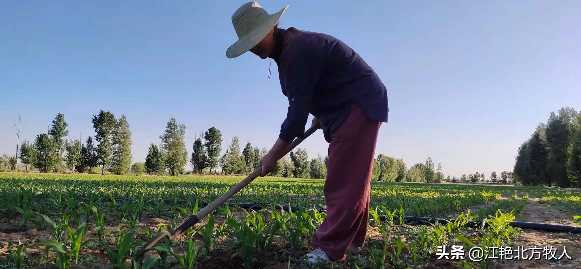 靠养殖到底能不能致富?江艳实话实说,再听听她的致富经