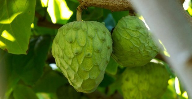 世界上十种稀奇水果你吃过几种,世上最奇葩最奇怪的水果都有哪些