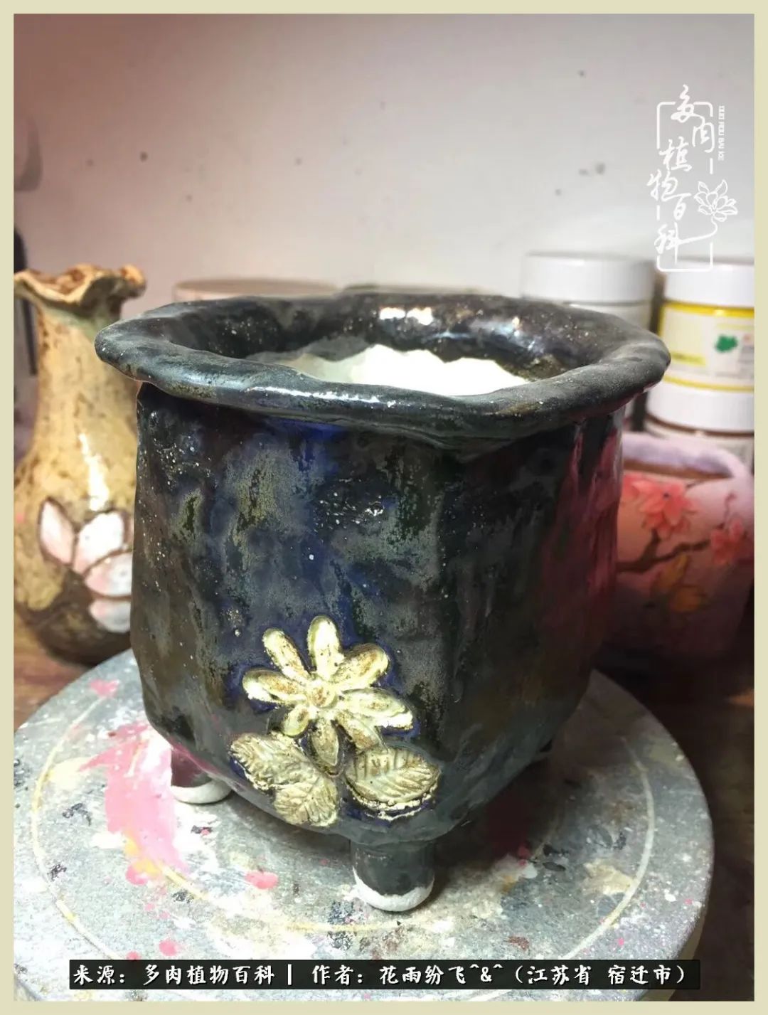 我家老臧：从反对到爱屋及乌的多肉守护人