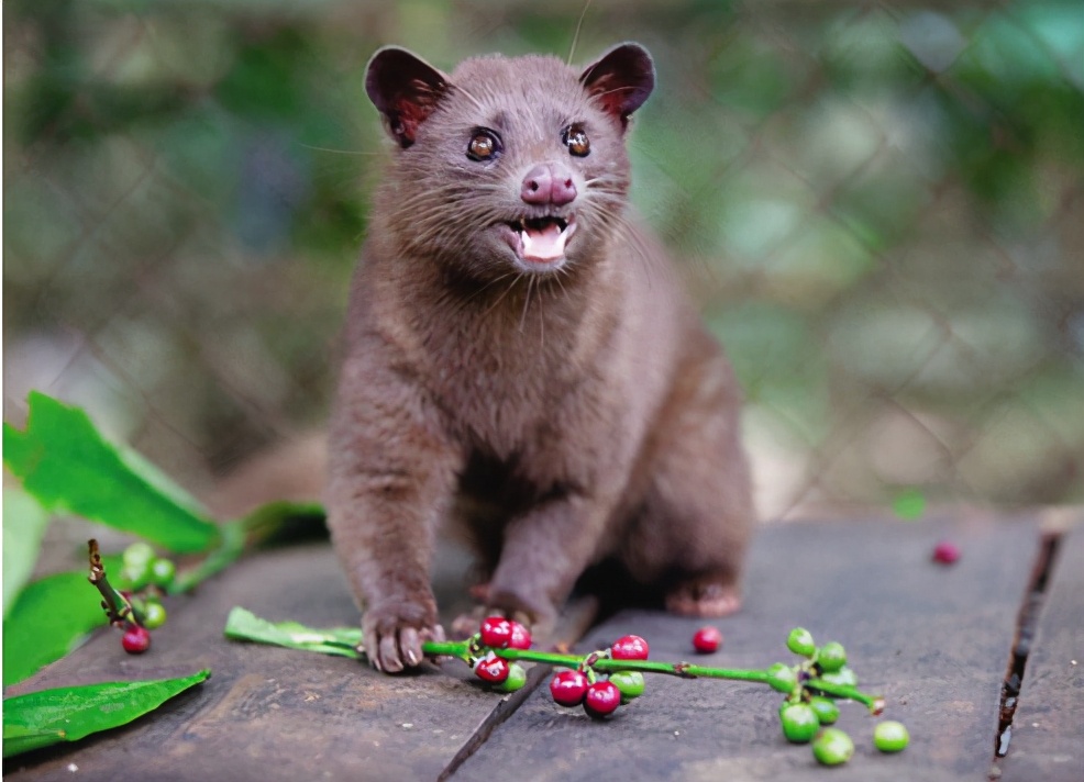 猫屎咖啡为何只有麝香猫才可以,猫屎咖啡给麝香猫带来灭顶之灾