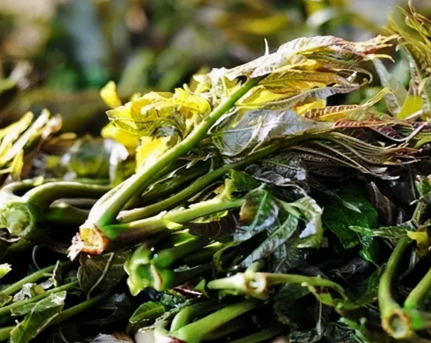 香椿要焯水后怎么腌制时间长,焯水腌香椿的正确方法