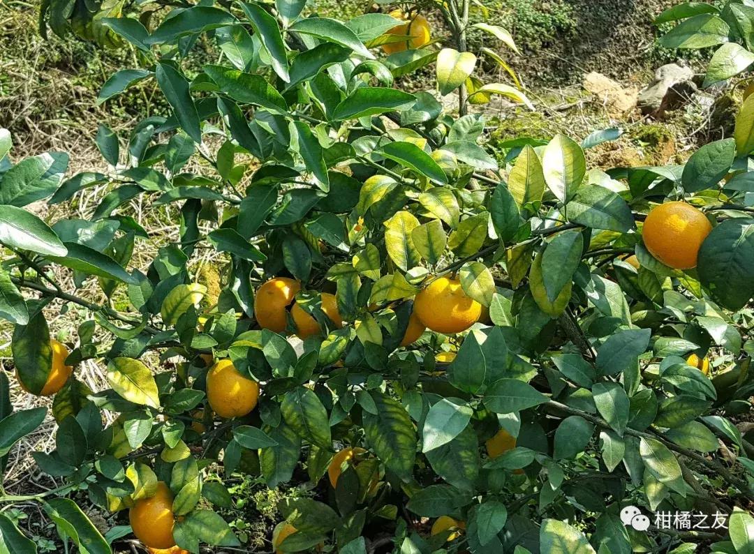 想要柑橘甜又美全年得补硼钙镁,想要柑橘膨大得快用什么肥料