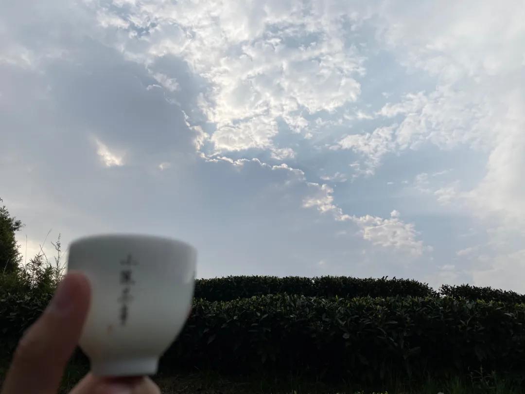 白茶的精髓就在三句话,白茶究竟是什么茶