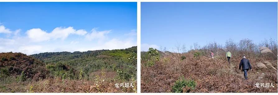 贵州道地药材天麻,道地药材天麻之乡