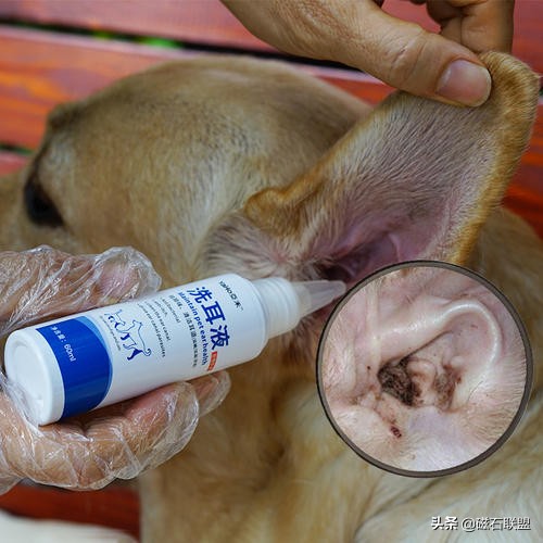 宠物生病怎么喂药呢视频,宠物生病给人吃什么药