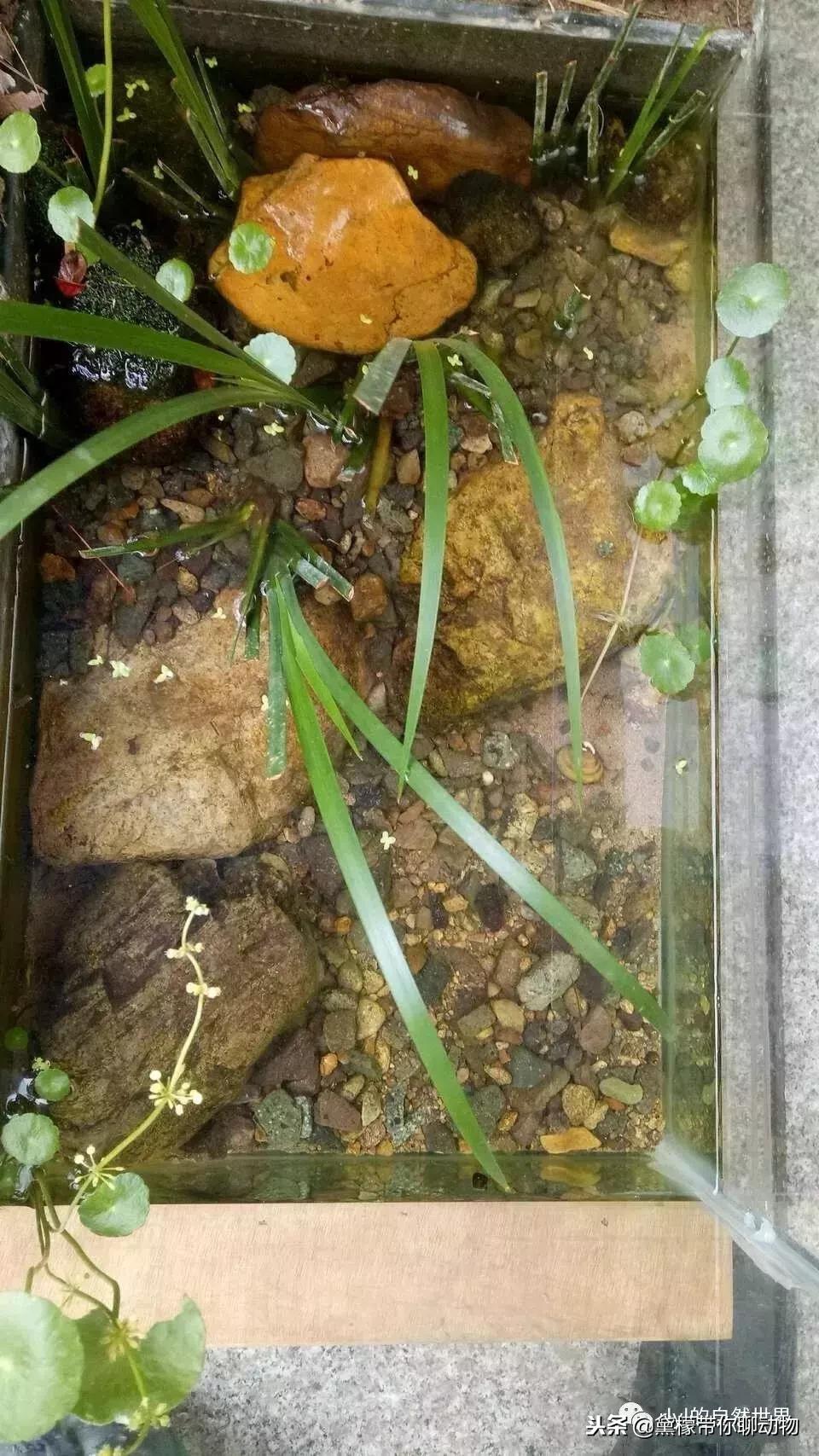 丛林造景黄缘龟池设计图大全,龟宝宝黄缘龟生态缸造景教程