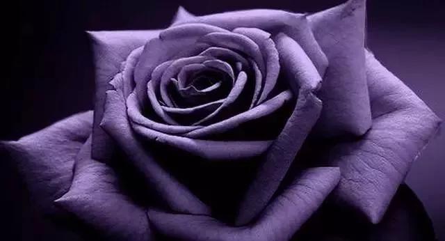 每天学习一点点——100种玫瑰品种科普