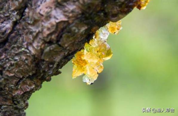 桃子树如何才能让果变甜,桃子树结满密密麻麻的桃子怎么办