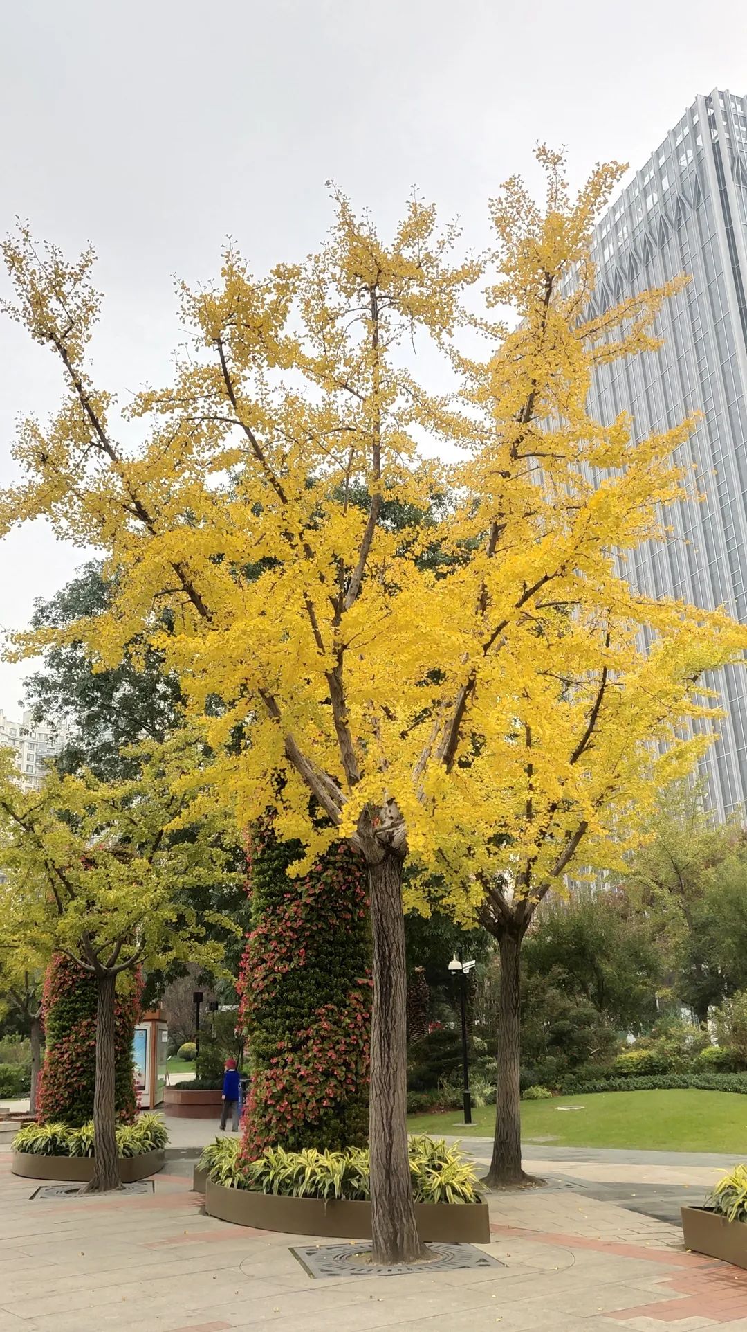 上海最美秋景,上海哪些公园可以拍秋景