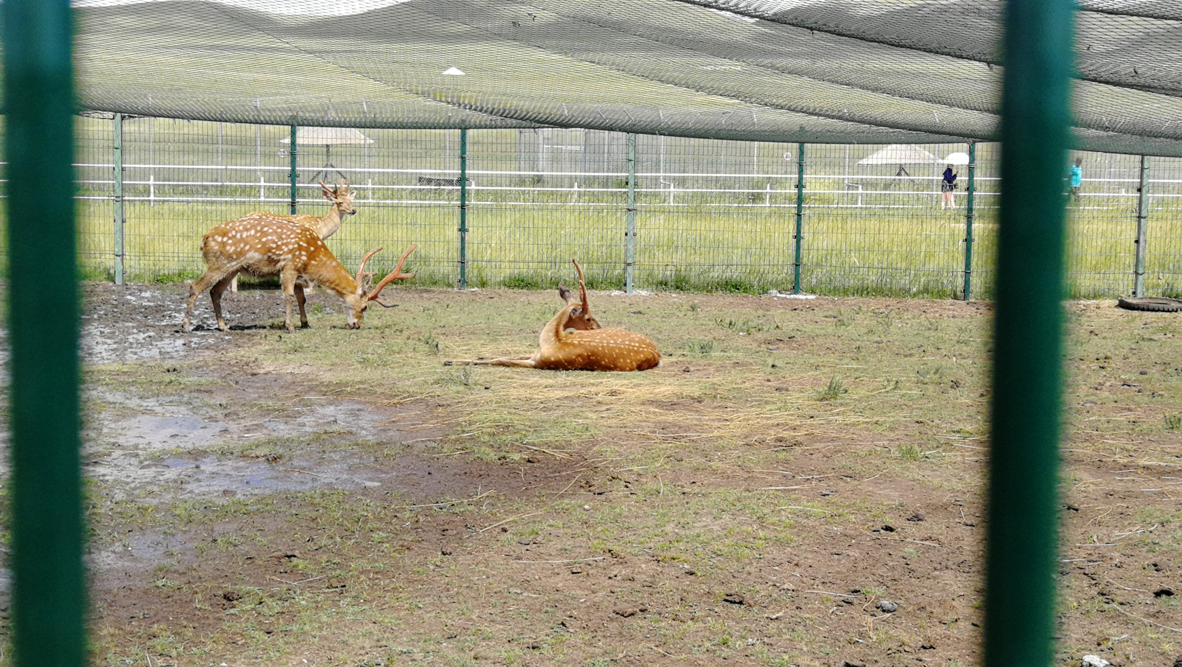 乌拉盖野狼谷狼图腾,狼图腾草原旅游