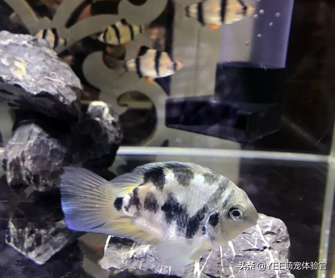 九间菠萝鱼可以和什么鱼杂交,九间菠萝鱼喜欢什么水质