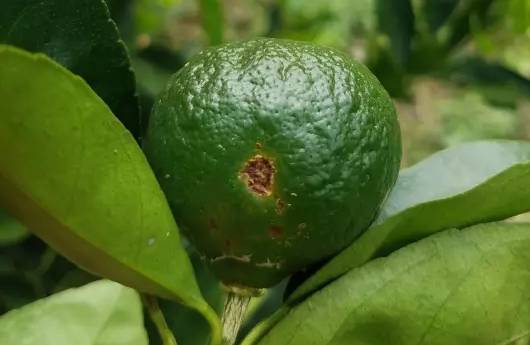 柑橘黑点病图,黑斑病褐斑病用药