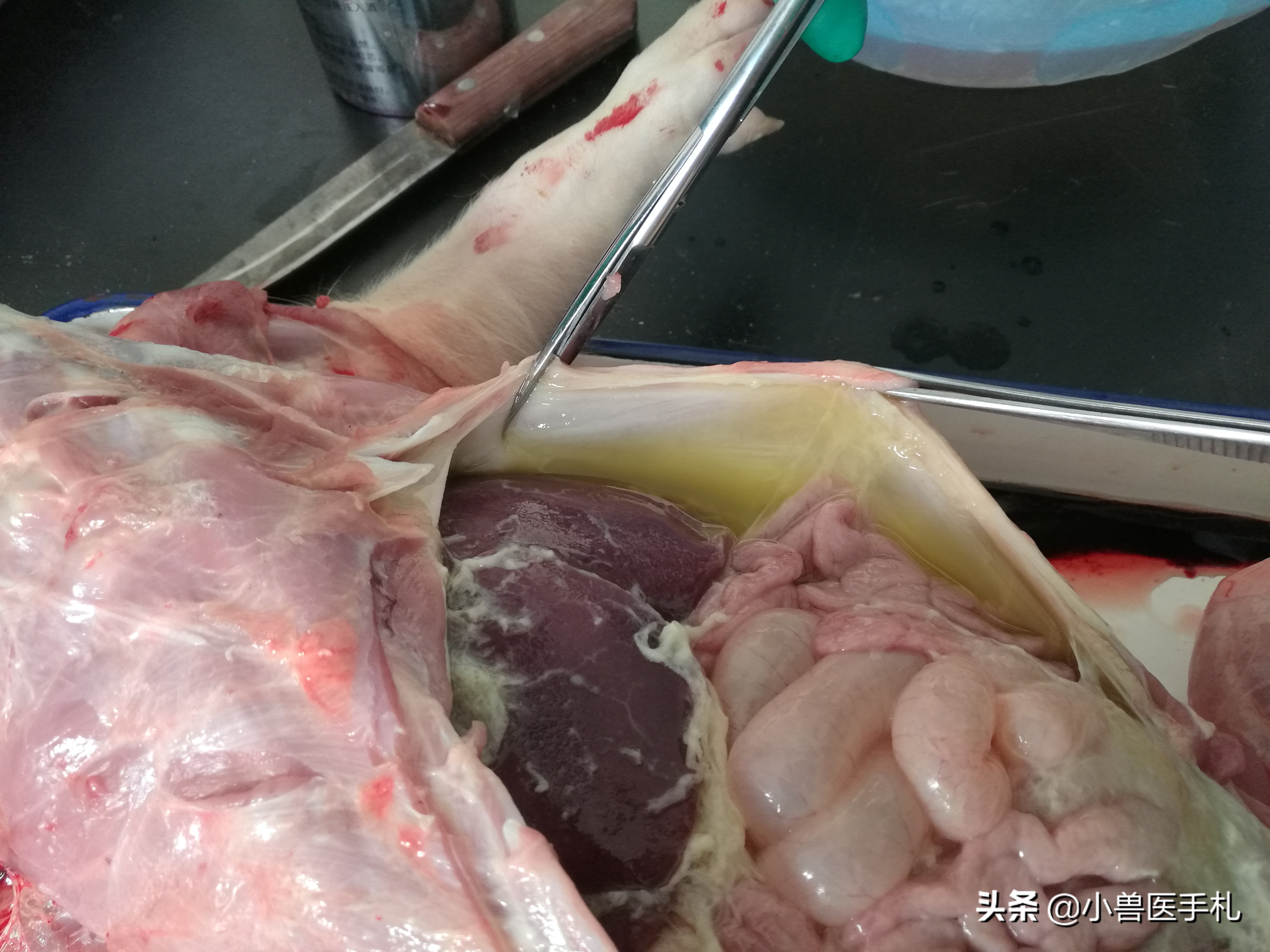 猪：副猪、链球菌、沙门、PCV、MHP病例分享