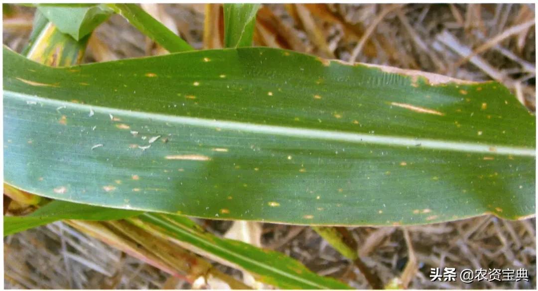 玉米叶斑病是什么原因发病,玉米叶斑病是怎么造成的