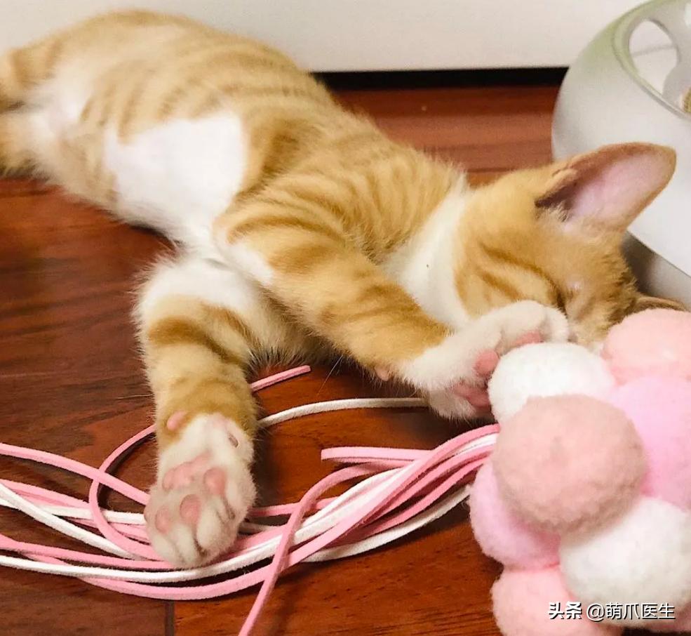 双目失明的猫咪好养吗,瞎了一只眼睛的猫能养吗