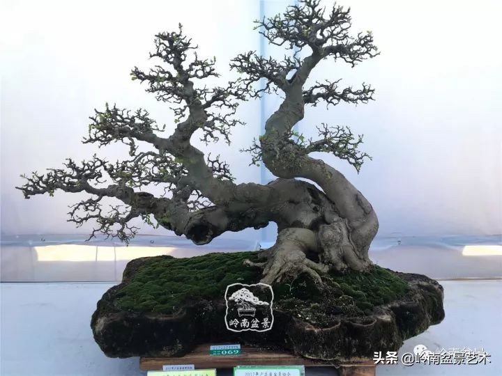 榆树盆景何时修剪最好,盆景怎样修剪最好看