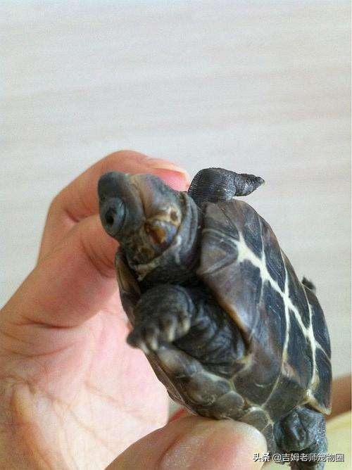 如何预防幼龟一般常见疾病,宠物龟常见疾病与治疗方法图片