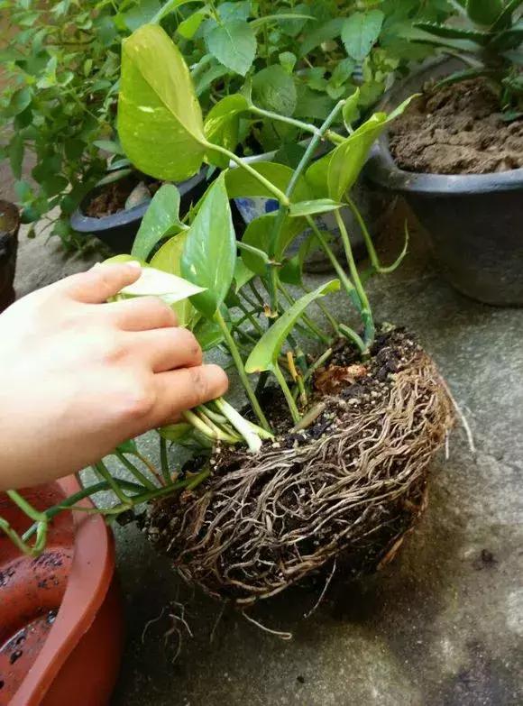 吊兰绿萝怎么换土,绿萝和吊兰用什么土壤