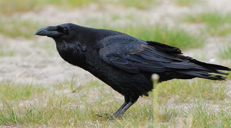 高清童年常见飞禽篇(值得珍藏)