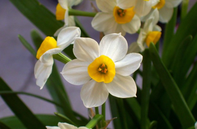 水仙发黄怎么处理,水仙发黄