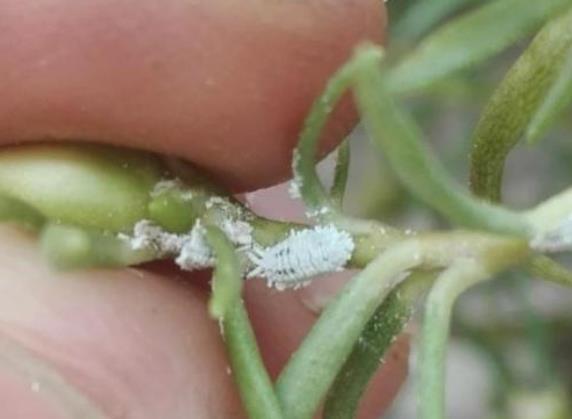 太阳花长白色虫子喷什么药,太阳花有小黑虫怎样防