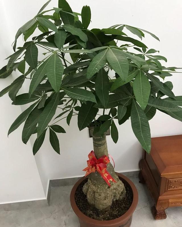 发财树从新芽到枝繁叶茂需要多久,家庭发财树怎么养才旺盛