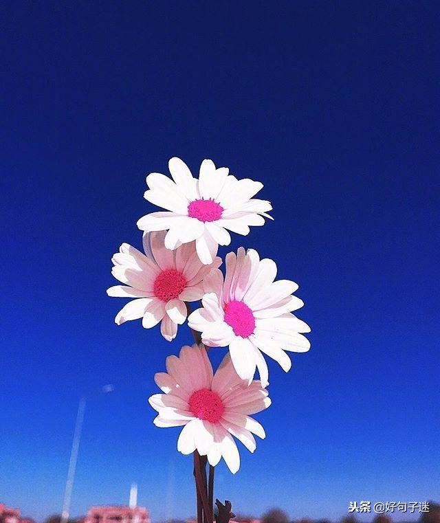 早安经典语录发朋友圈,早安正能量接地气简单语录