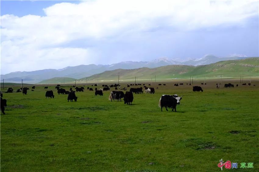 大梅看草原丨盛夏的甘南玛曲，美得脱俗惊艳