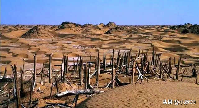 民丰尼雅遗址,新疆民丰尼雅文物